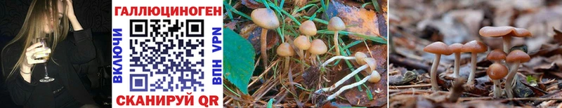 Галлюциногенные грибы Psilocybe  Брянск 